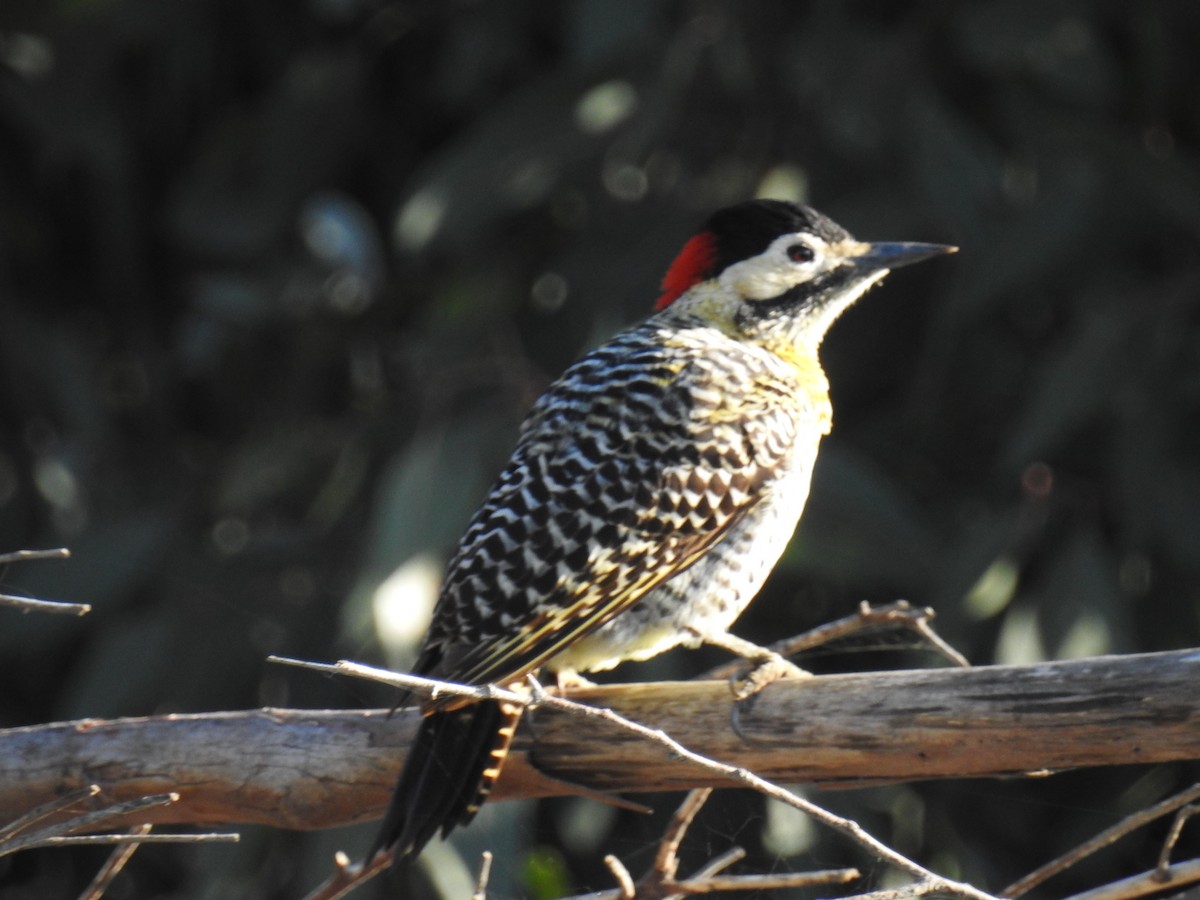 Green-barred Woodpecker - ML117686121