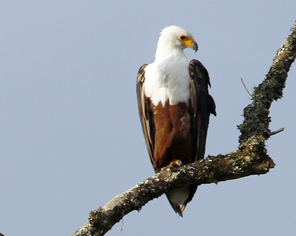 African Fish-Eagle - ML117689801