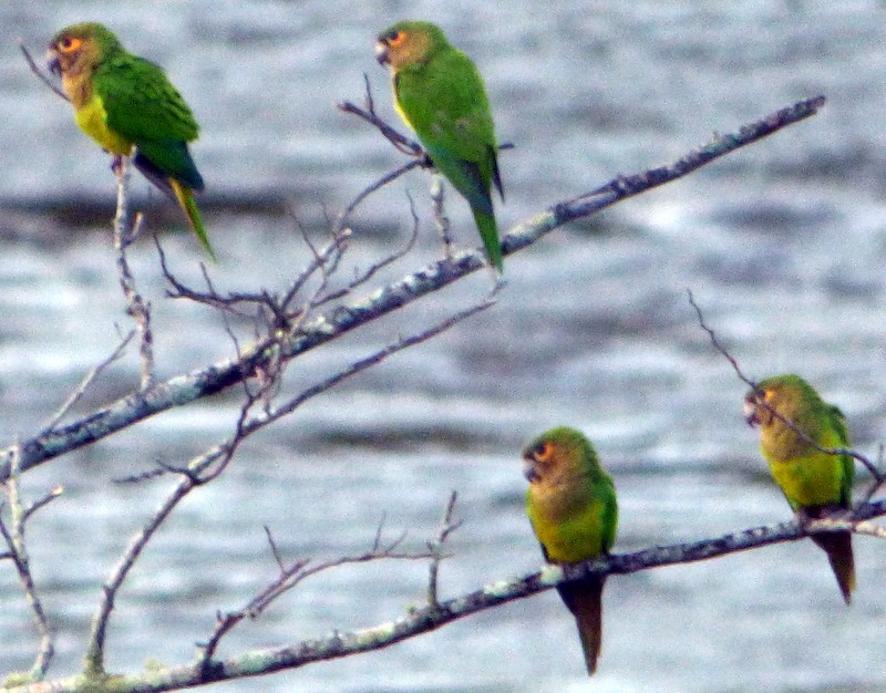 Brown-throated Parakeet - Bill Fox