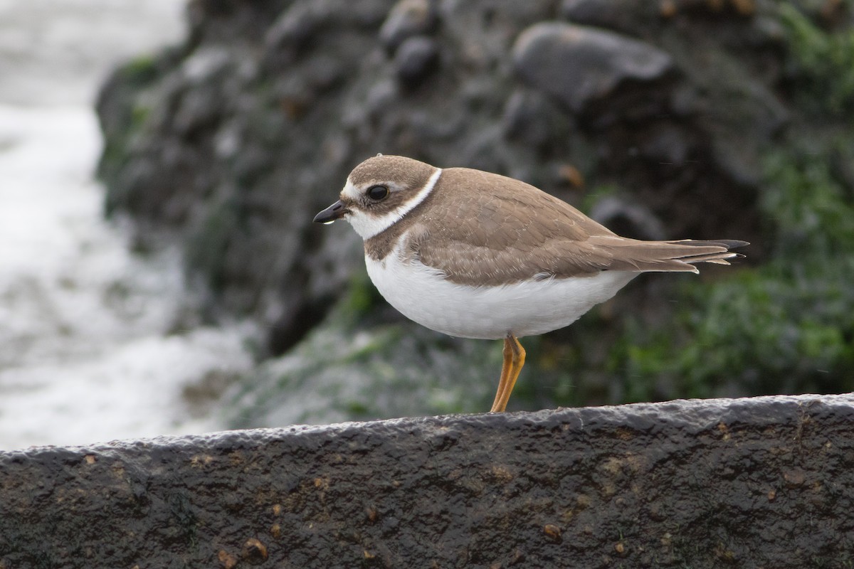 Semipalmated Plover - ML117695541