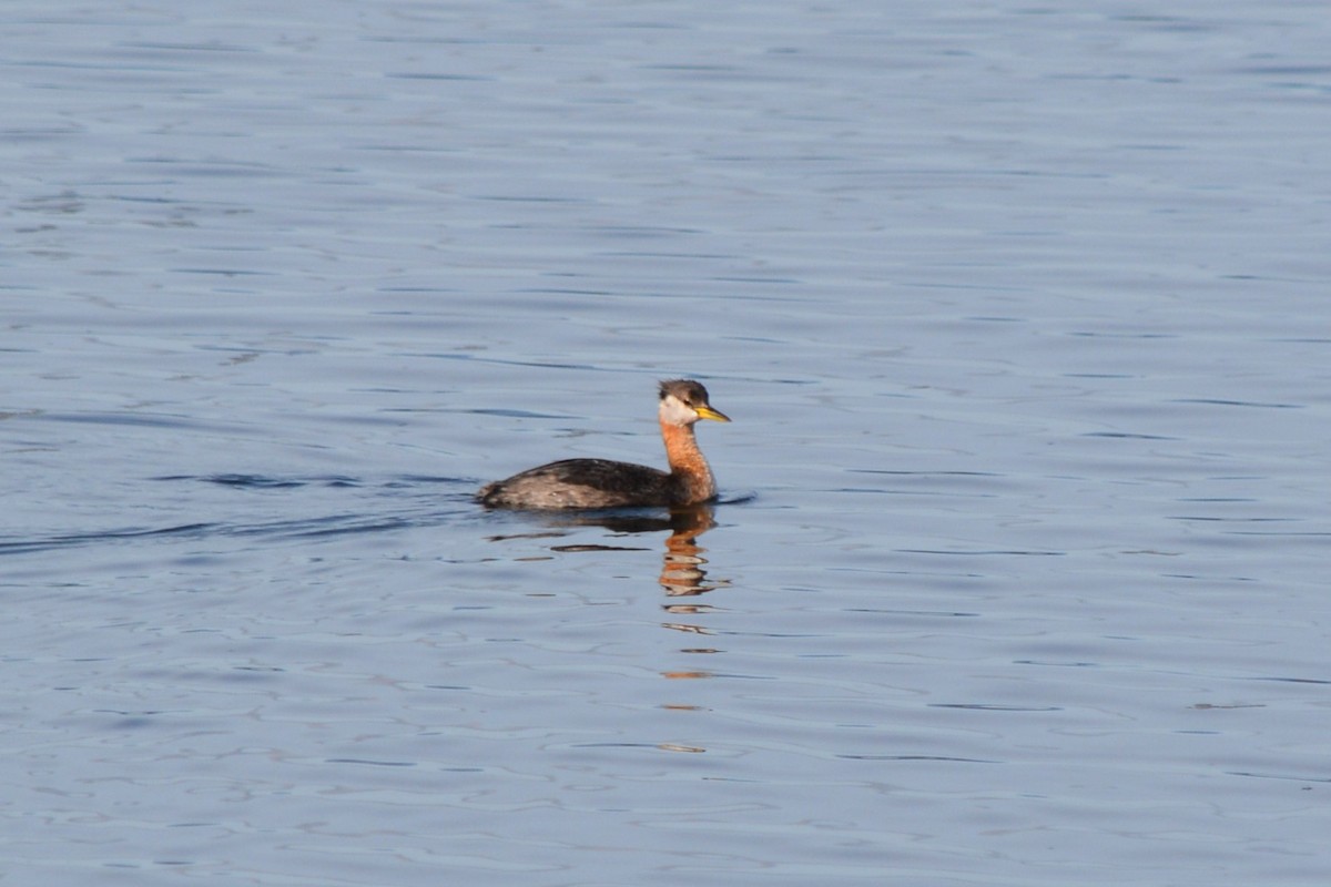 Red-necked Grebe - ML117696131