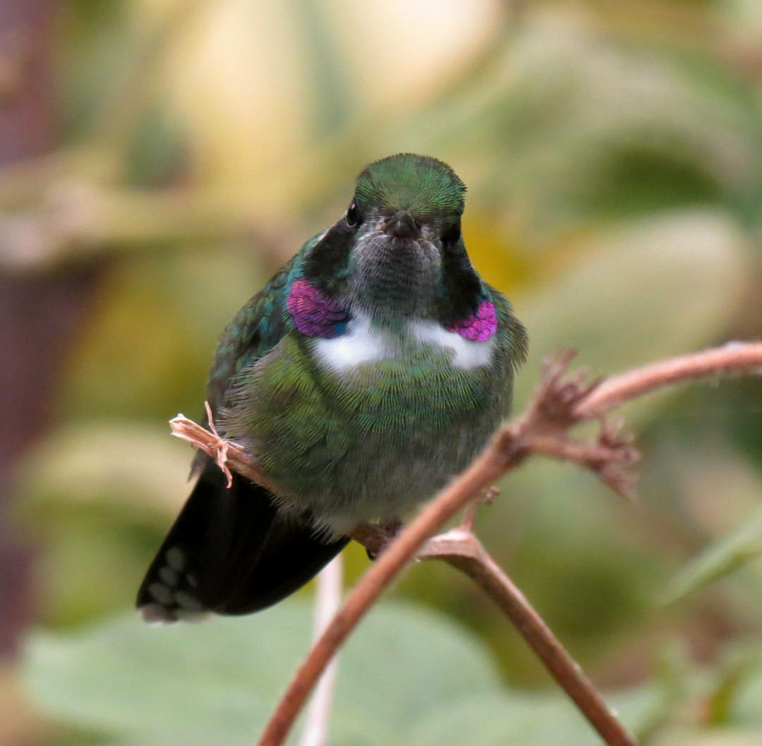 kolibřík klínozobý - ML117696911