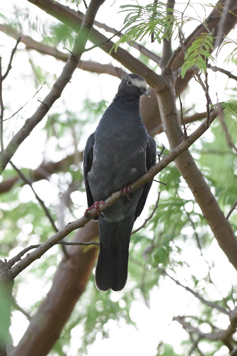 White-crowned Pigeon - ML117700181