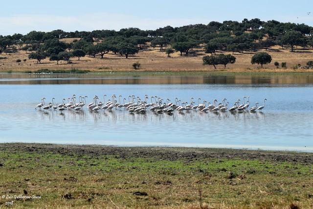 © Luis Guilherme Sousa - Greater Flamingo