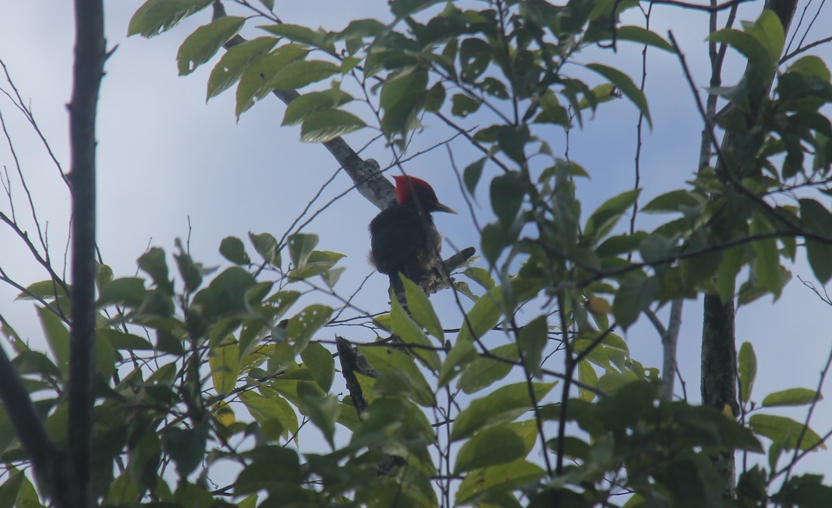 Lineated Woodpecker - EcoTourism Belize ETB