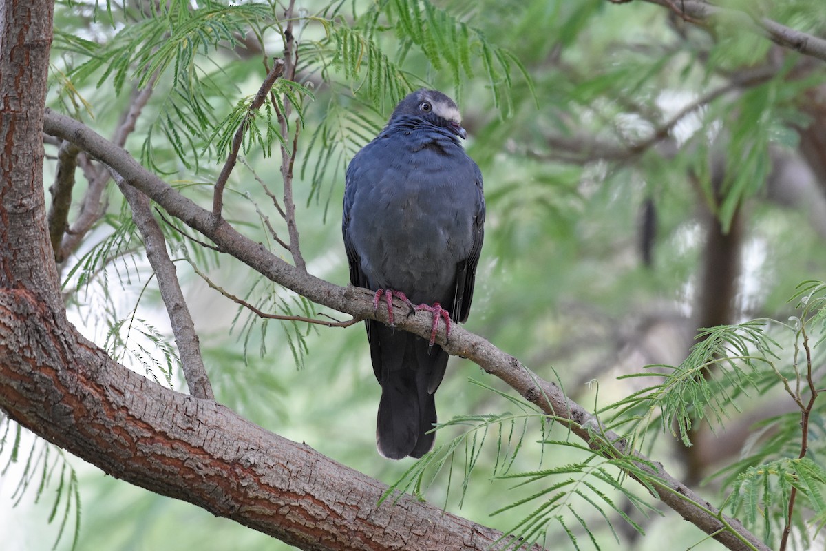 White-crowned Pigeon - ML117702731