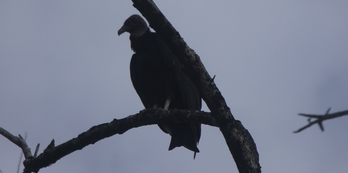 Black Vulture - EcoTourism Belize ETB