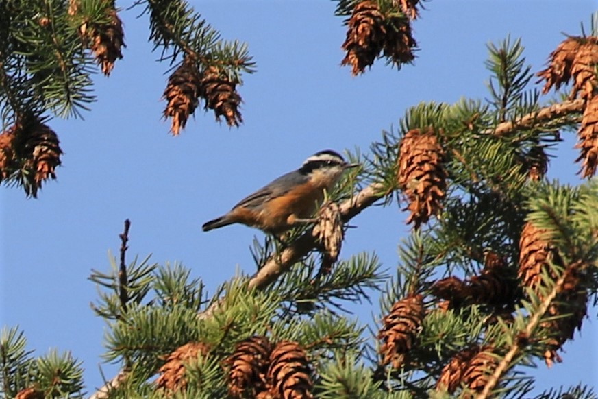 Red-breasted Nuthatch - Laura Ellis