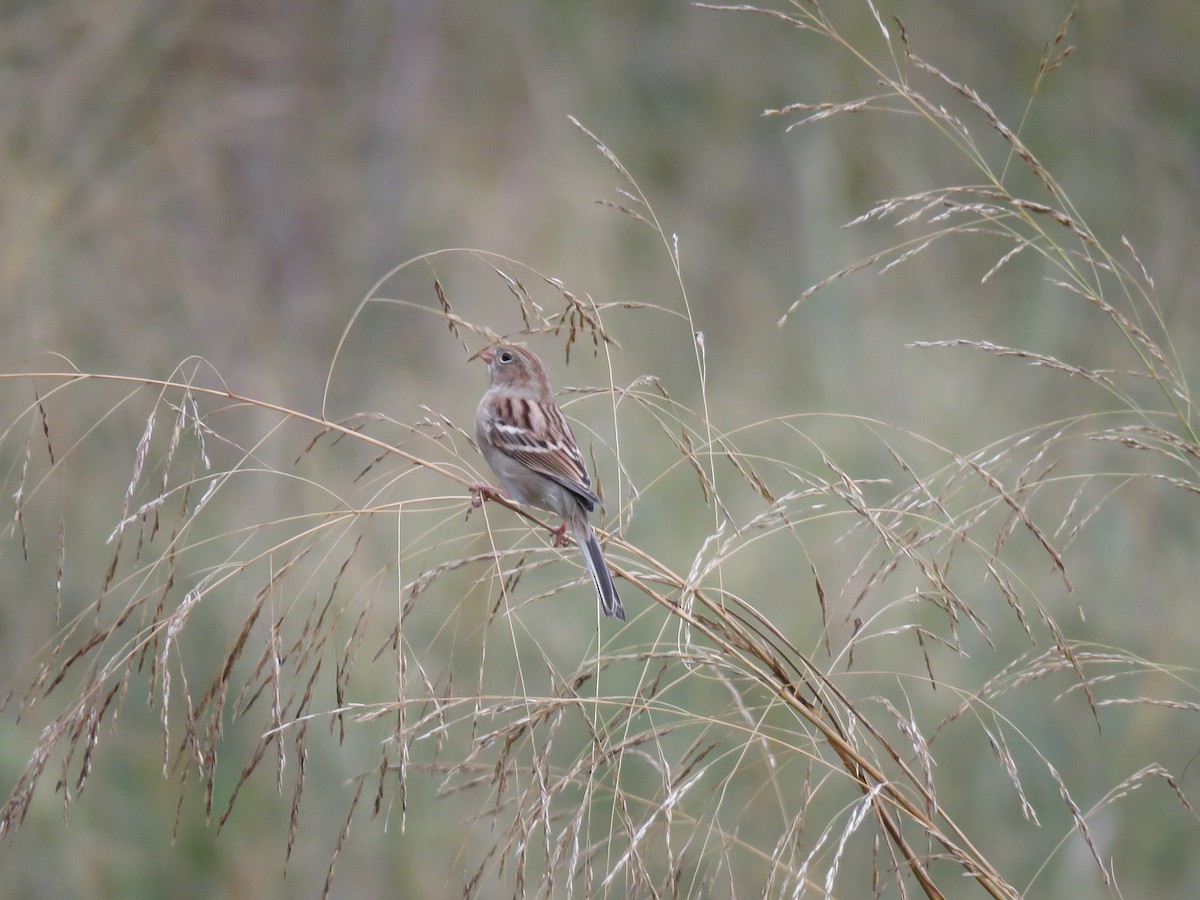 Field Sparrow - Emily Tornga