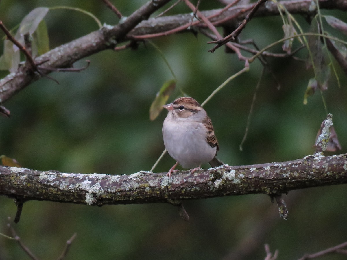 Chipping Sparrow - Emily Tornga