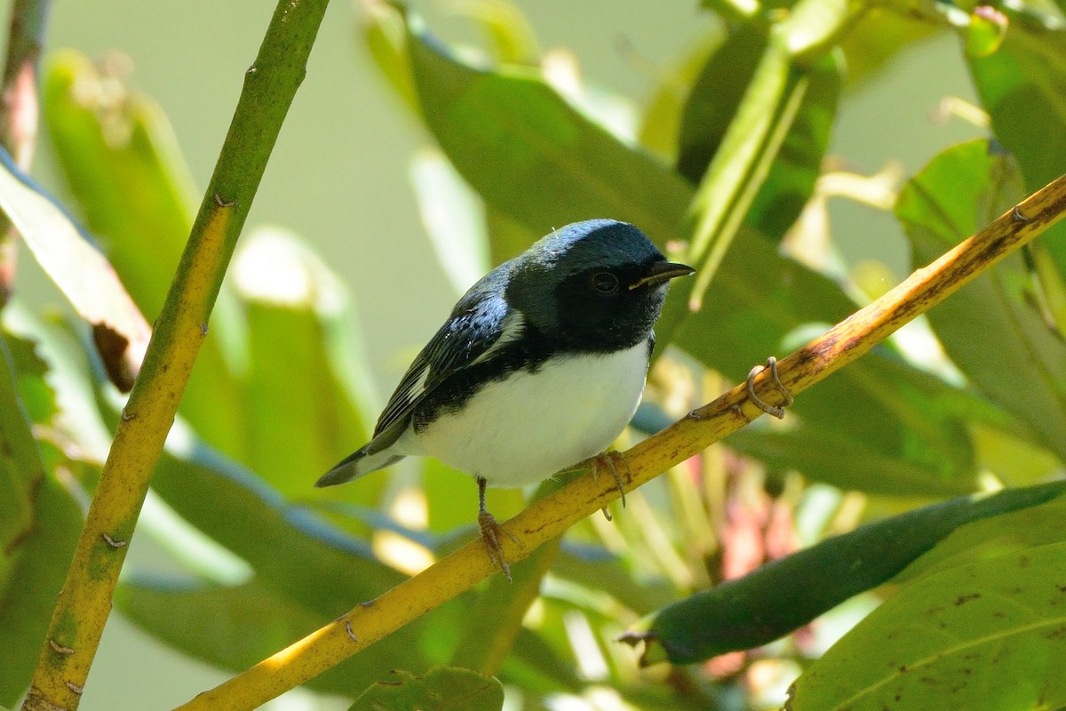 Black-throated Blue Warbler - ML117708941