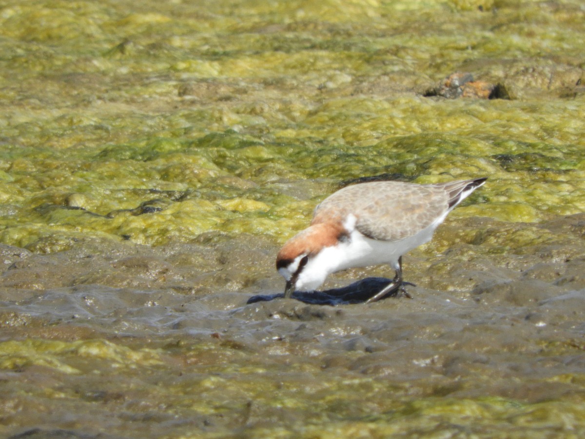 Red-capped Plover - Charles Silveira