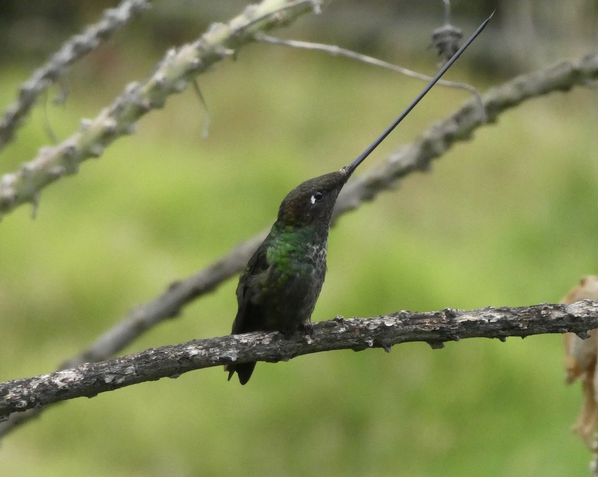 Sword-billed Hummingbird - Anonymous