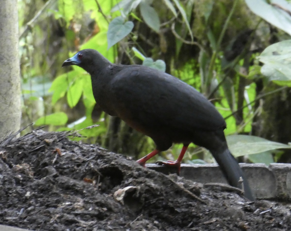 Sickle-winged Guan - Anonymous