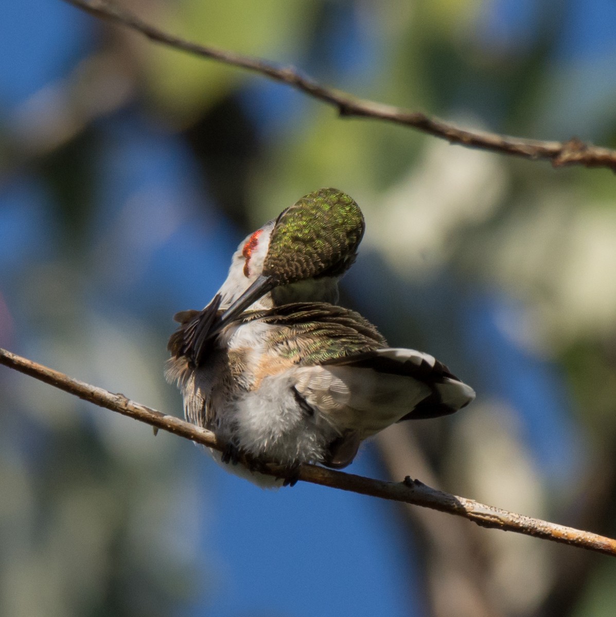 Ruby-throated/Black-chinned Hummingbird - ML117720591