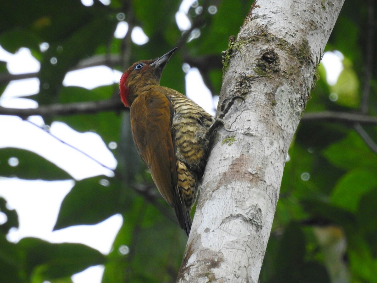 Rufous-winged Woodpecker - ML117720851