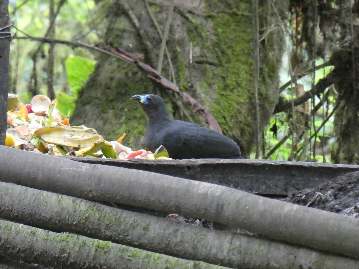 Sickle-winged Guan - ML117721451