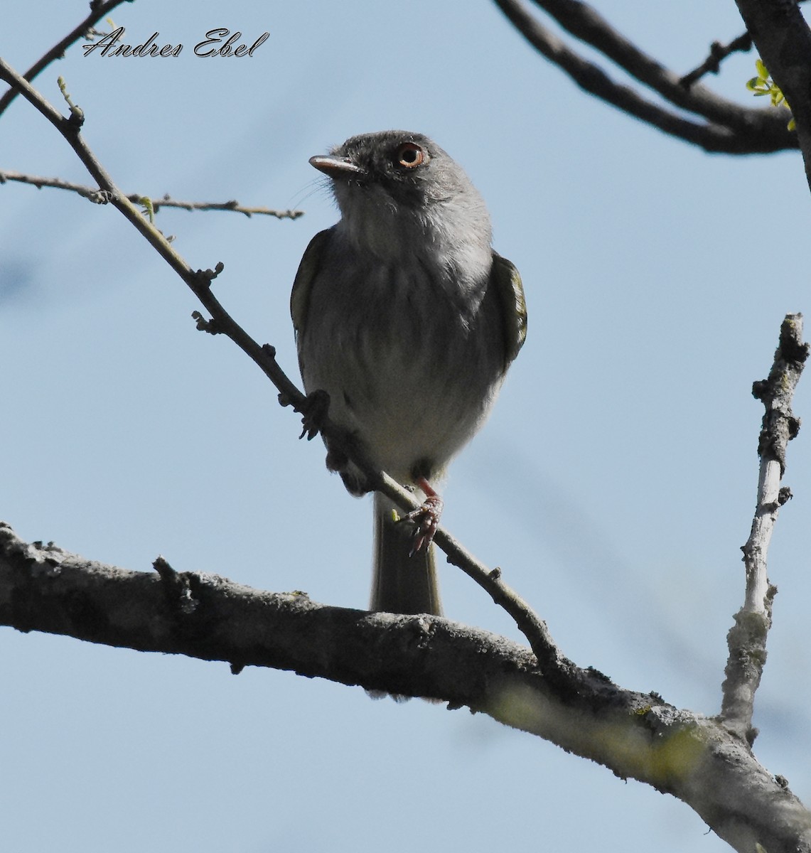 Pearly-vented Tody-Tyrant - andres ebel