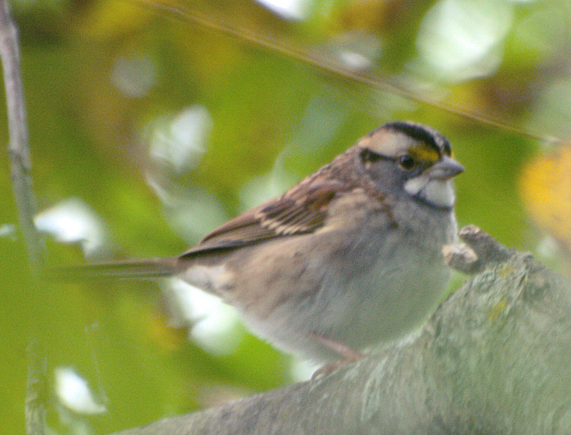 White-throated Sparrow - D Gildersleeve