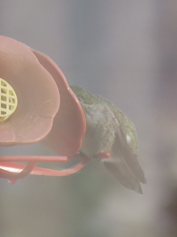 Anna's Hummingbird - ML117730201
