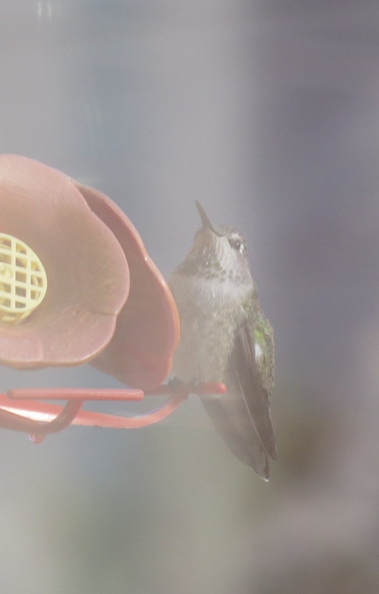 Anna's Hummingbird - ML117730211