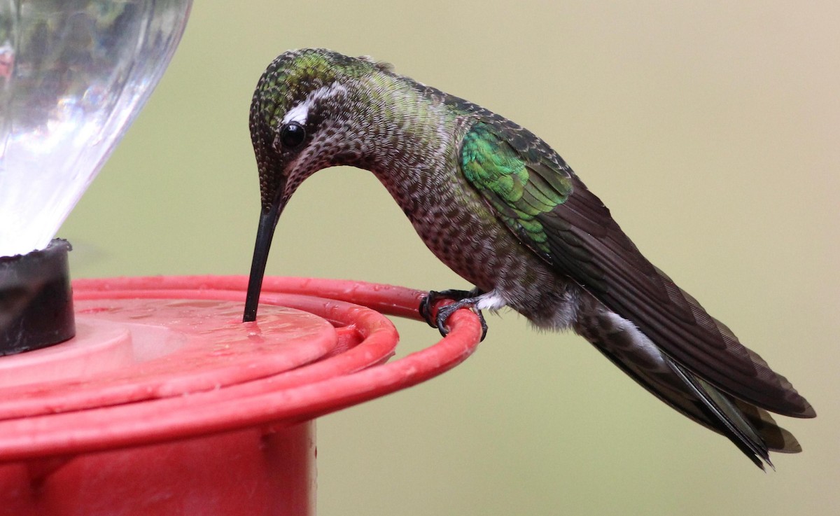 Rivoli's Hummingbird - Gary Leavens