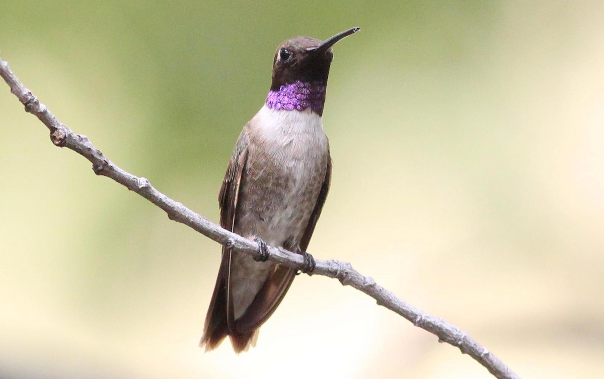 Black-chinned Hummingbird - Gary Leavens