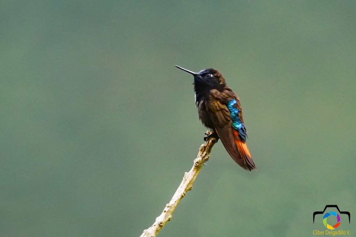 kolibřík černokápý - ML117734821