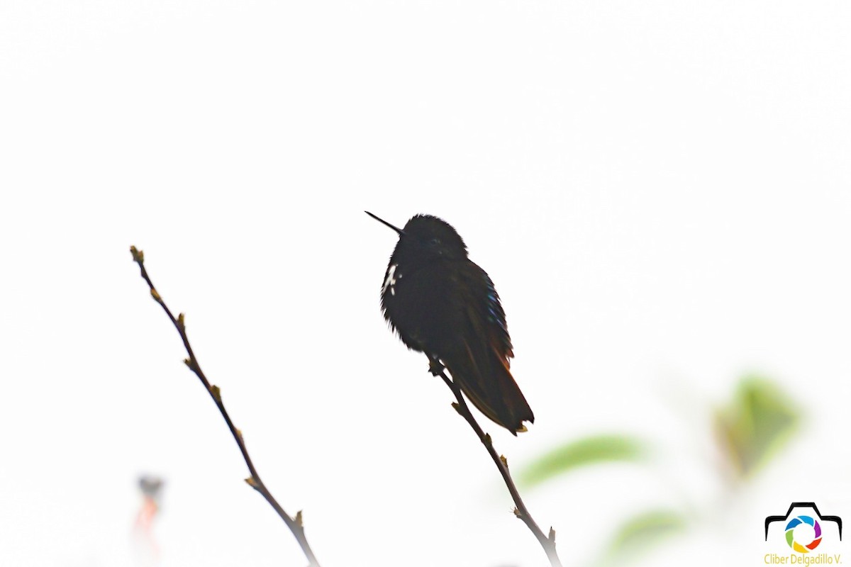 kolibřík černokápý - ML117734831