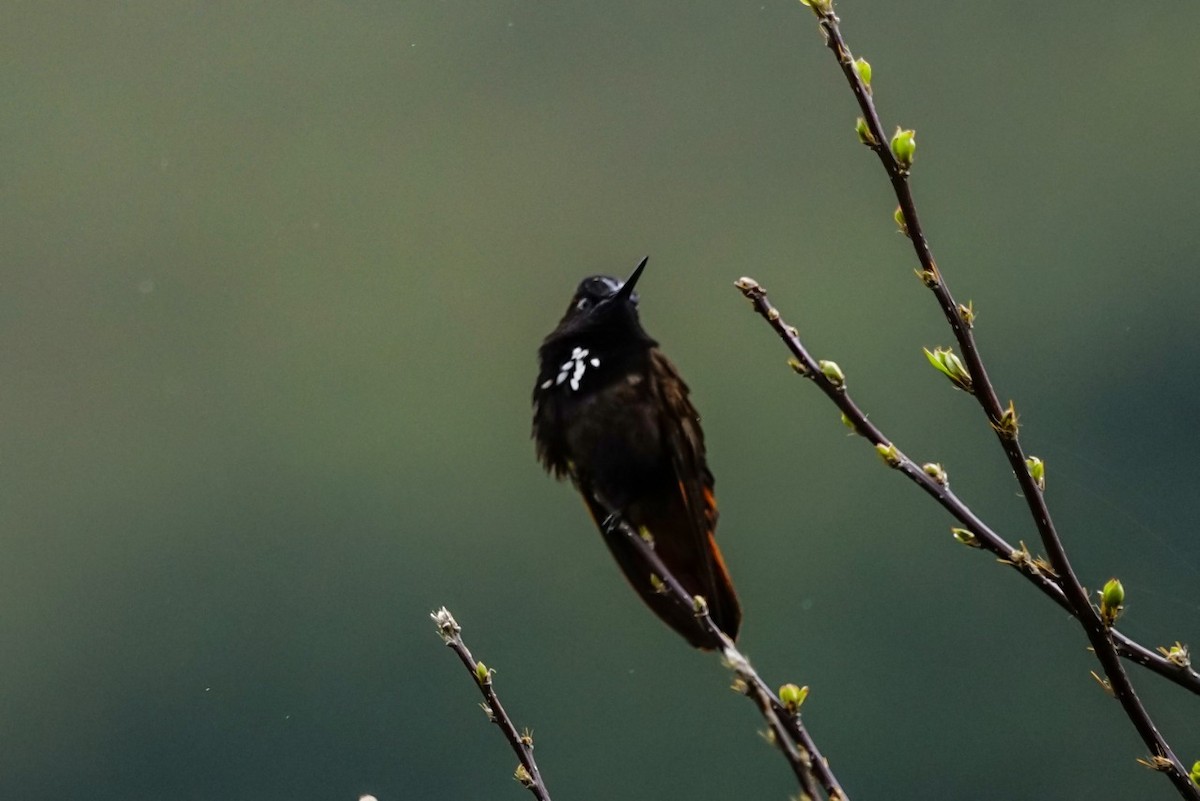 kolibřík černokápý - ML117734851