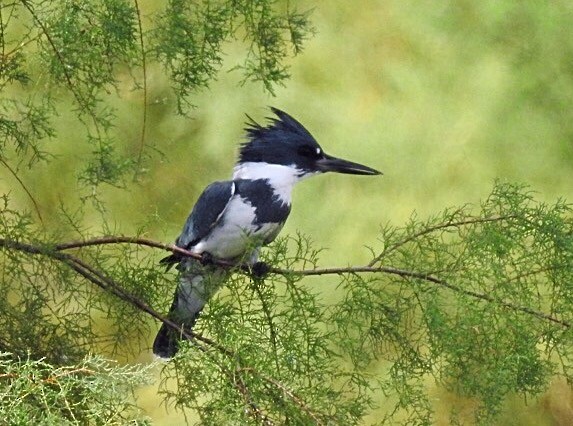 Belted Kingfisher - Usha Tatini