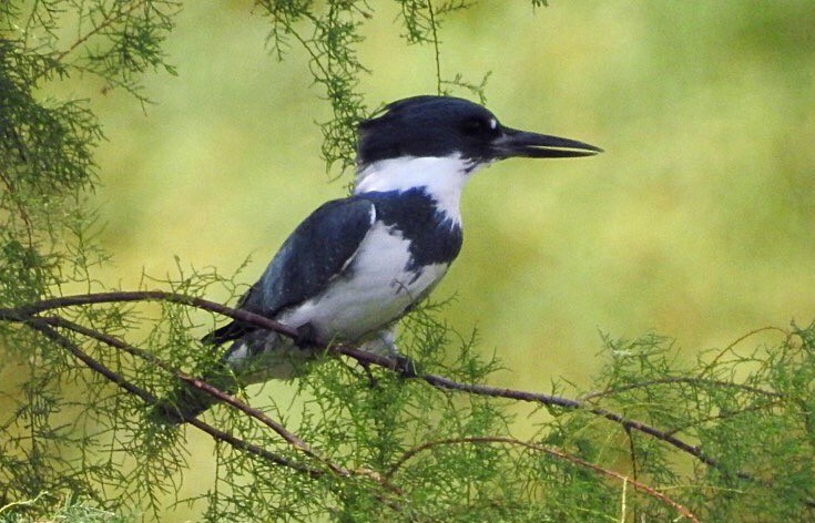 Belted Kingfisher - ML117735461