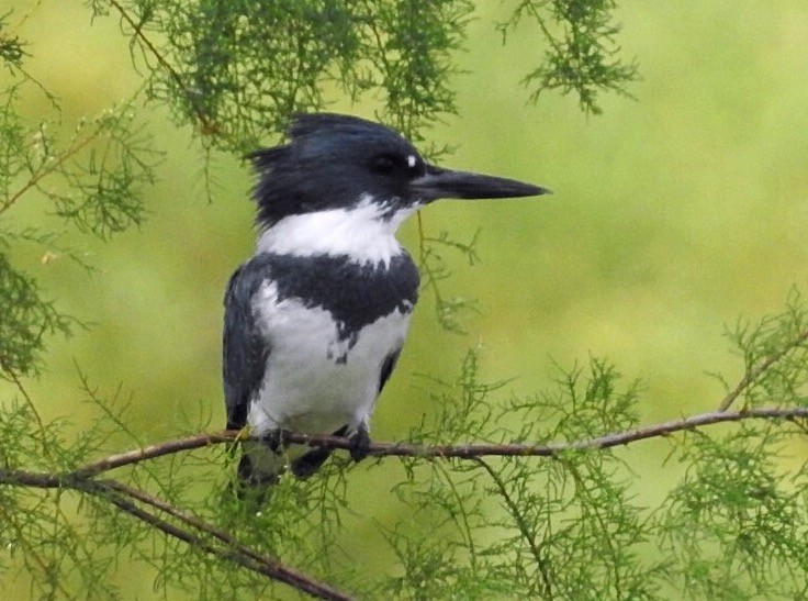 Belted Kingfisher - ML117735471