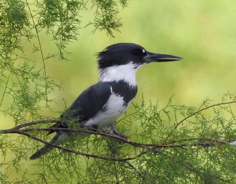 Belted Kingfisher - ML117735481
