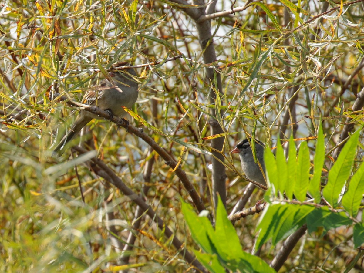 White-crowned Sparrow - Paul Jacyk