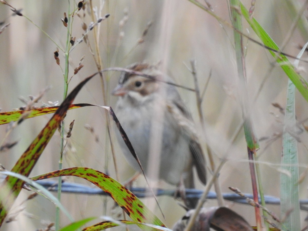 Clay-colored Sparrow - ML117743001