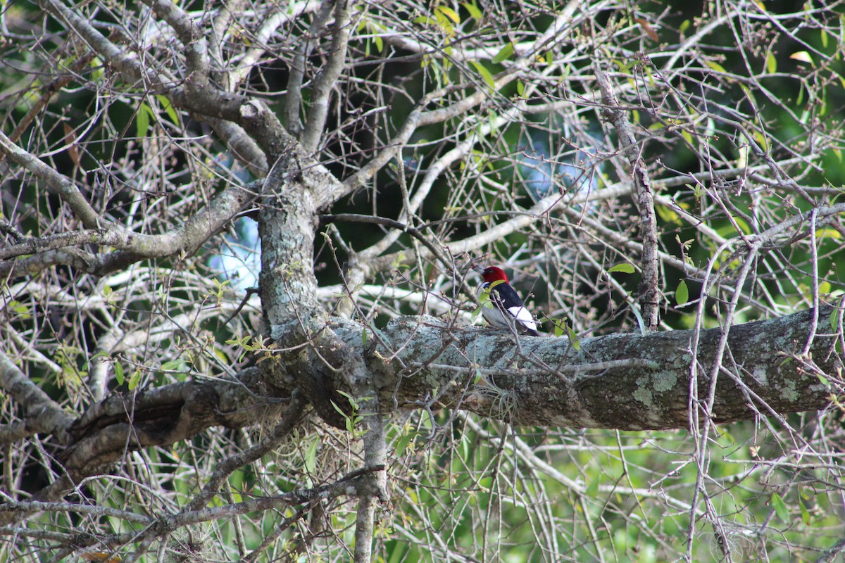 Red-headed Woodpecker - Patrick  Dechon