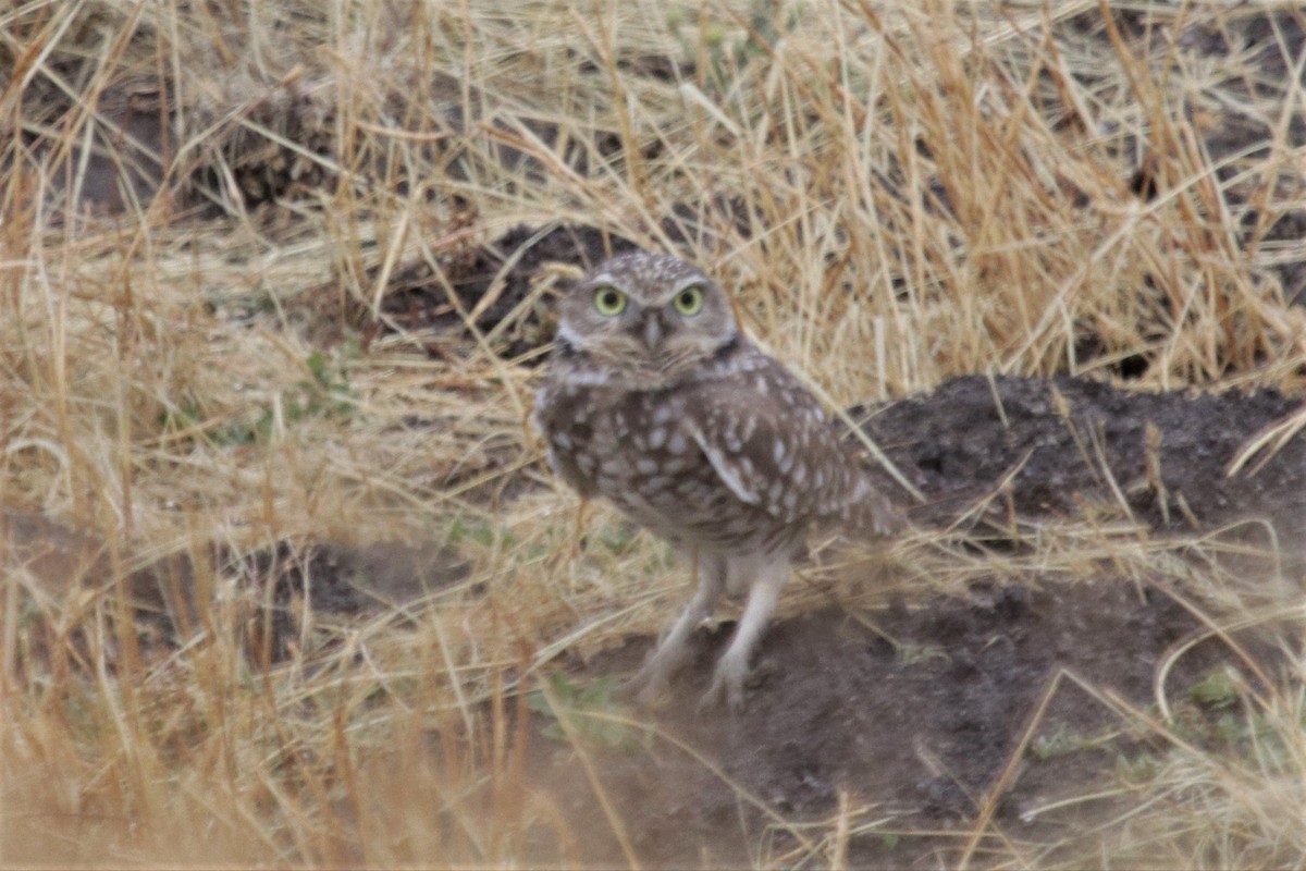 Burrowing Owl - Harry Graham