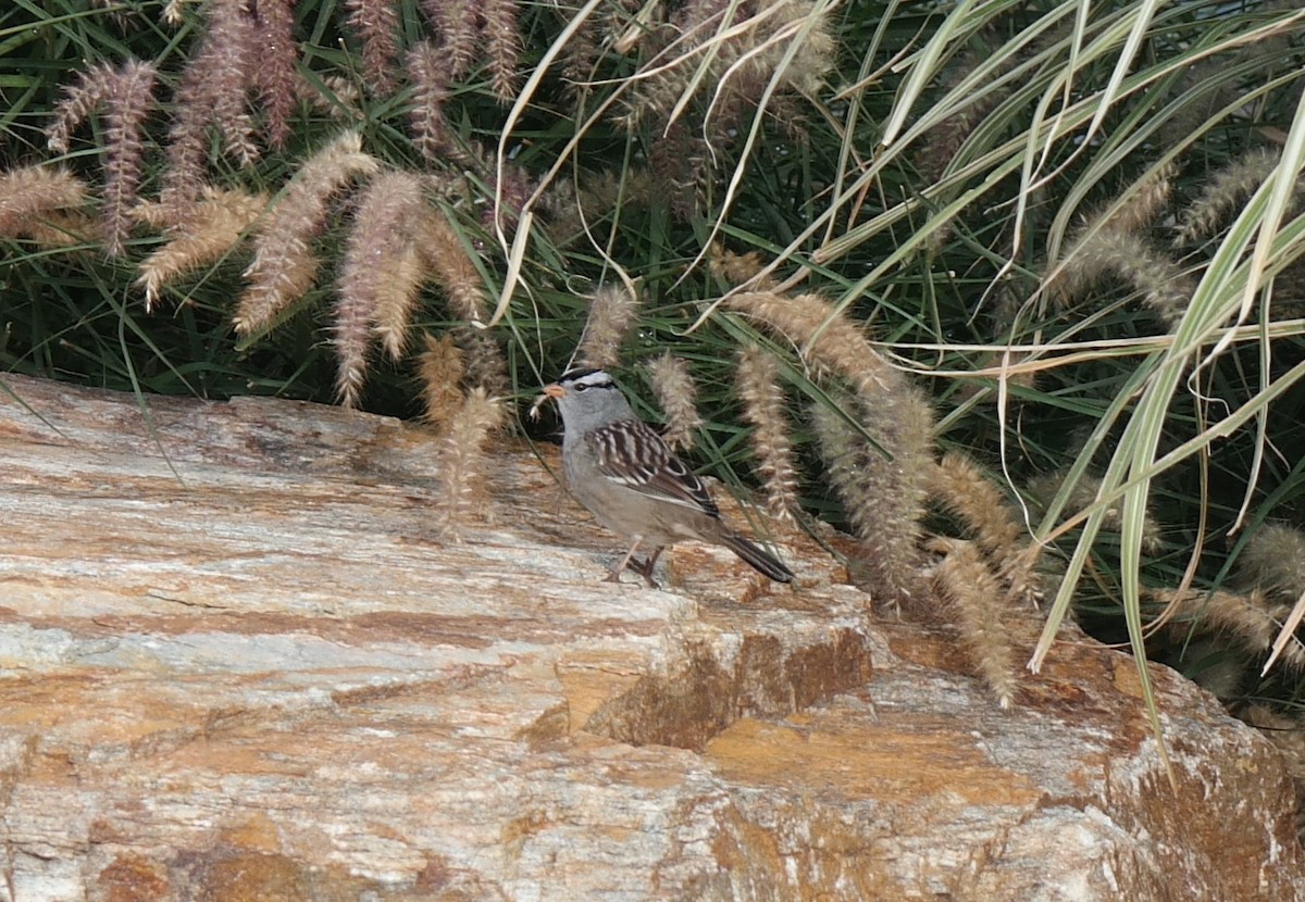 White-crowned Sparrow - ML117746621