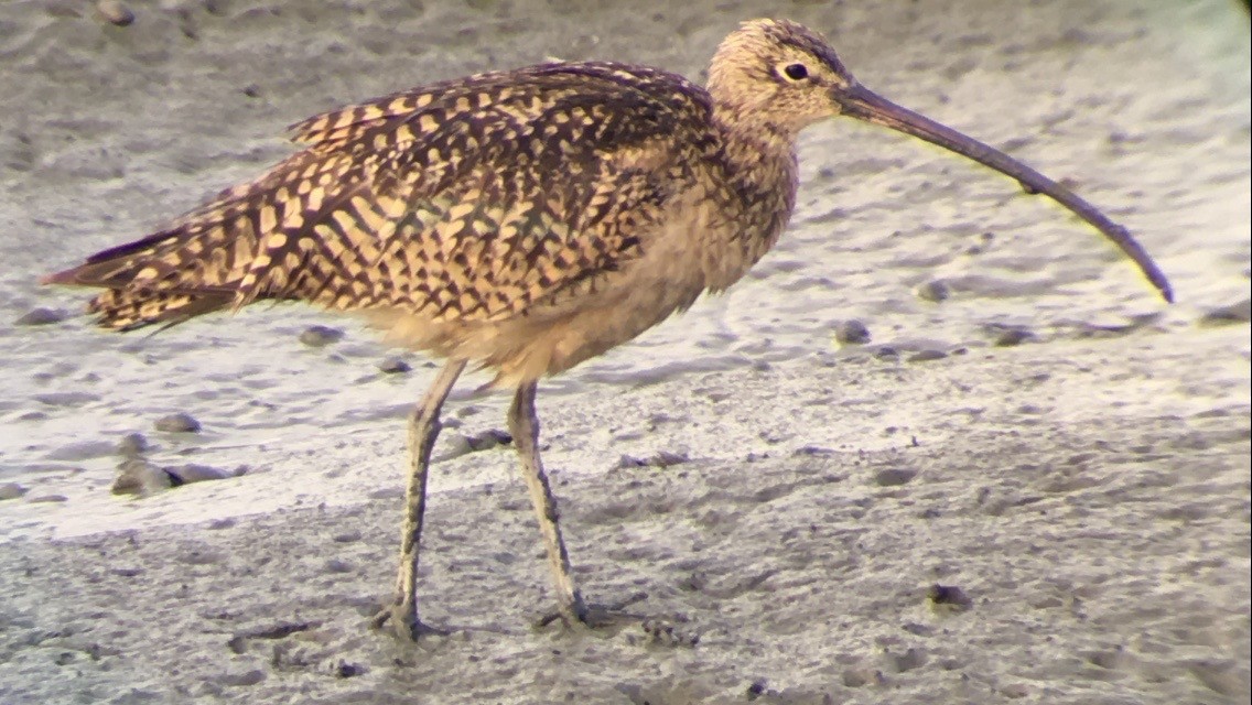 Long-billed Curlew - ML117748041
