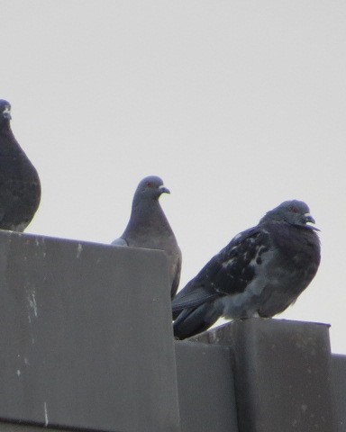 Rock Pigeon (Feral Pigeon) - ML117754671