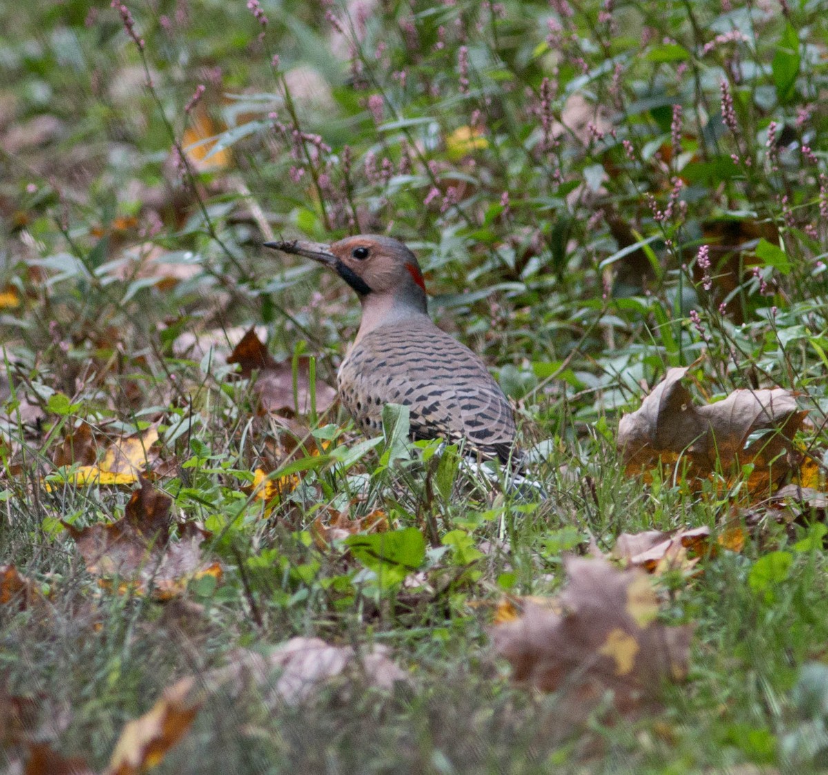 Northern Flicker (Yellow-shafted) - Liz Shlapack