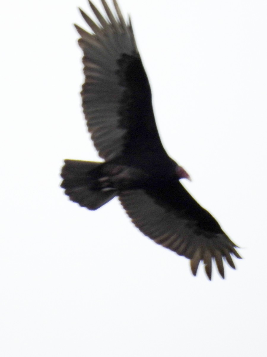 Turkey Vulture - Indigo Brude