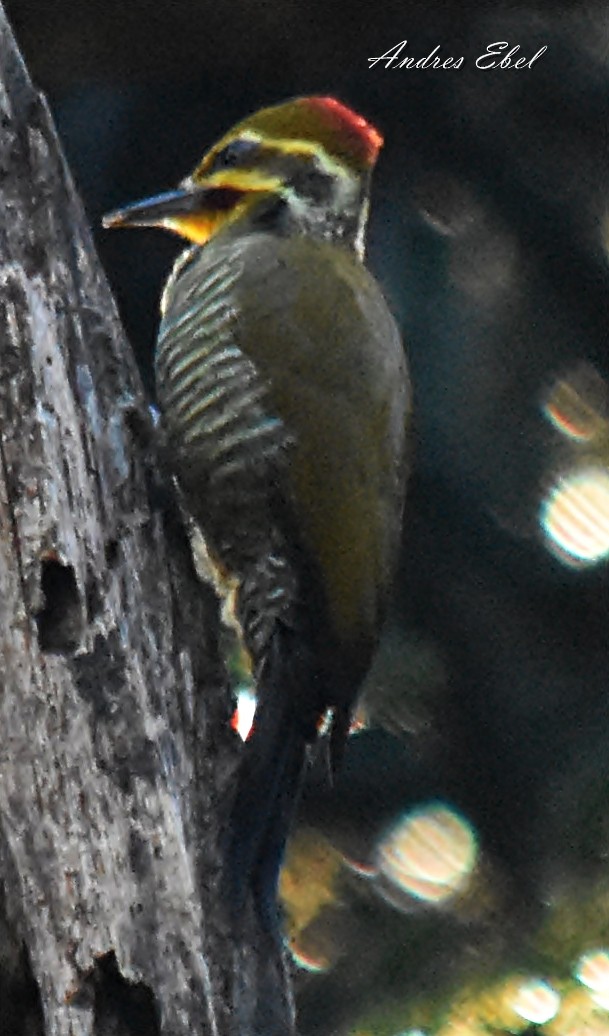 White-browed Woodpecker - ML117759201