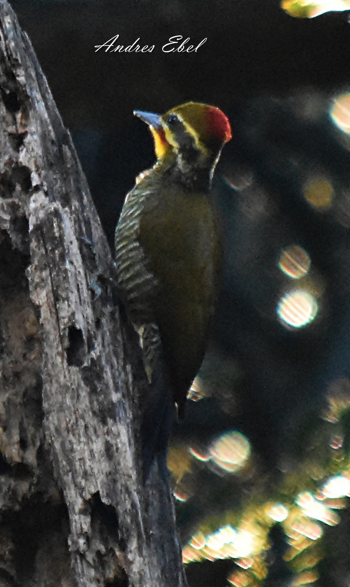 White-browed Woodpecker - andres ebel