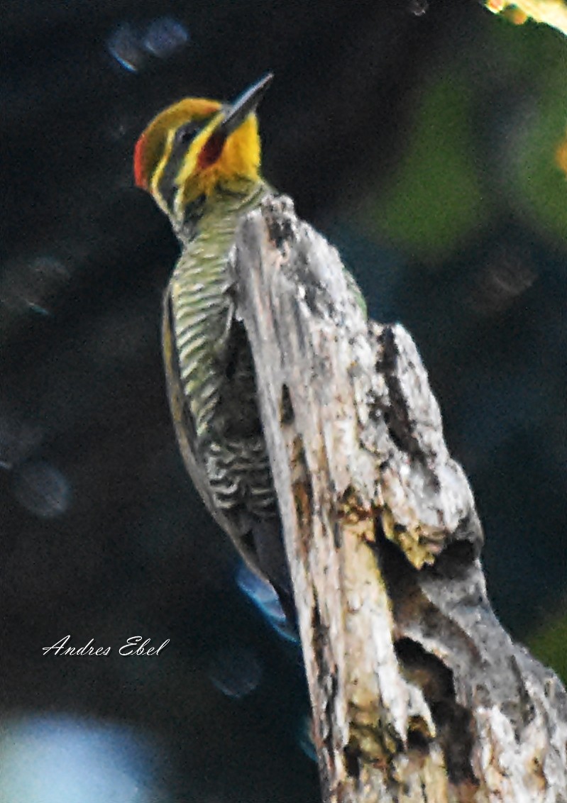 White-browed Woodpecker - ML117759251