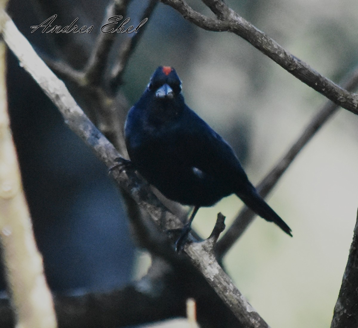 Ruby-crowned Tanager - ML117759661