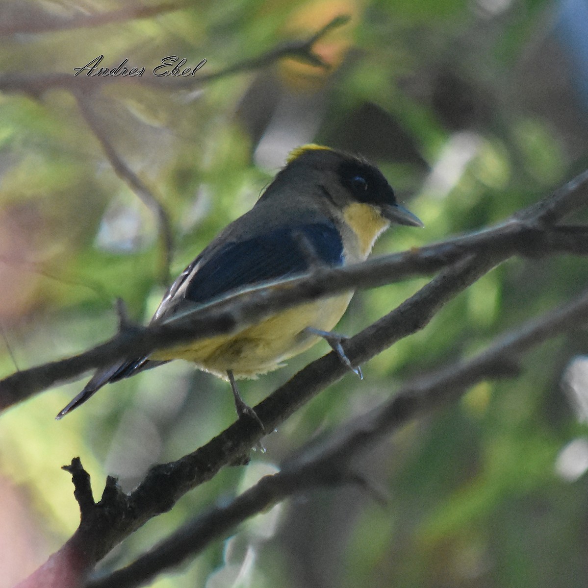 Black-goggled Tanager - ML117759871