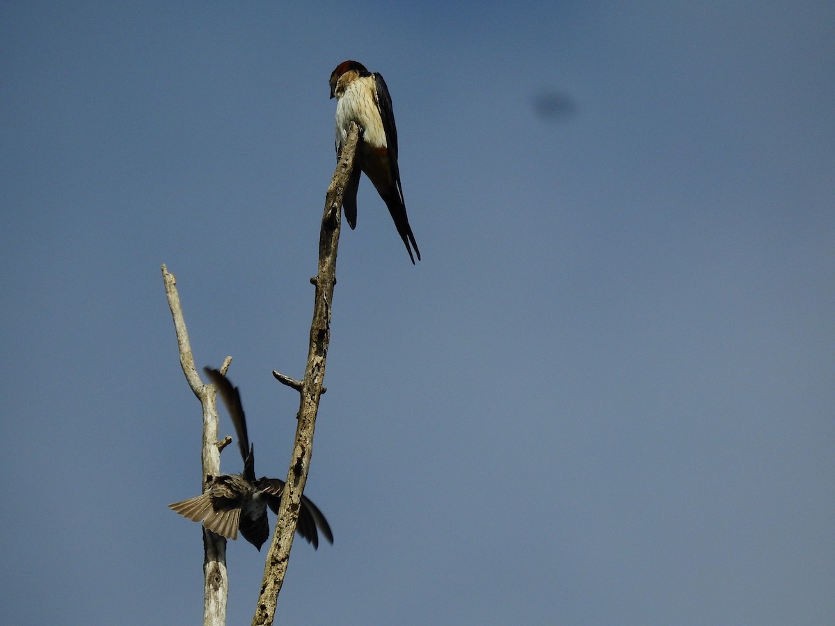Red-rumped Swallow - ML117763211