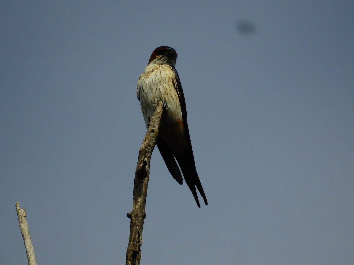 Red-rumped Swallow - ML117763221